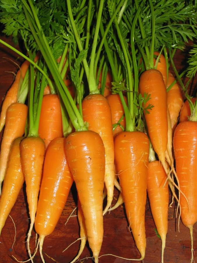 Alaska grown carrots